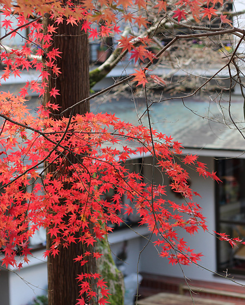 京都・紅葉