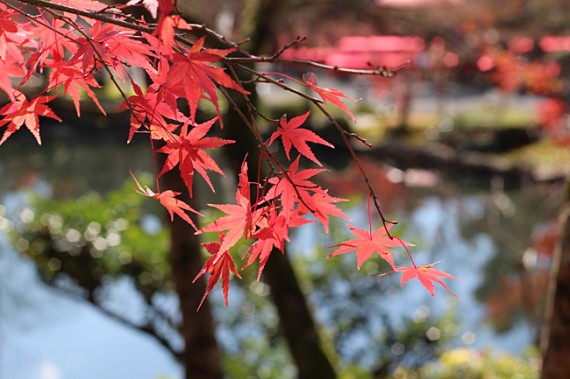 京都　紅葉