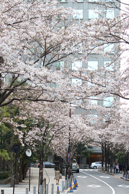 六本木一丁目　桜並木