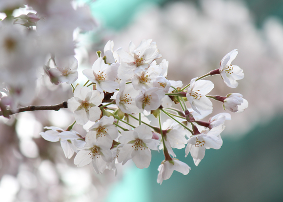 六本木一丁目　桜並木