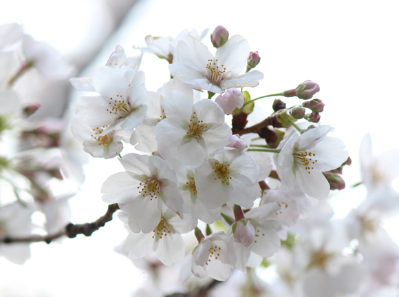 六本木一丁目　桜並木