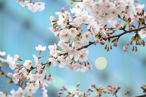 六本木一丁目　桜並木道