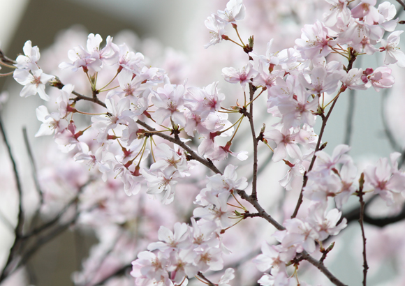 六本木一丁目　桜並木