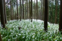 青梅丘陵ハイキングコースお花畑