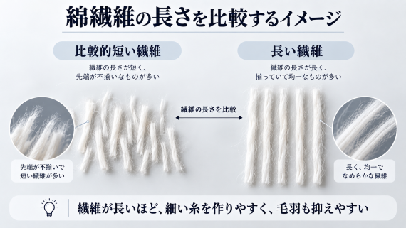 ozie|オジエ 綿繊維の長さの違い